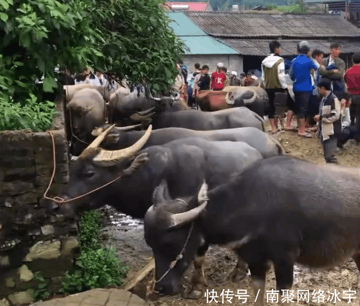 中国游客到越南, 实拍大山农村水牛市场, 一头牛到底能卖多少钱
