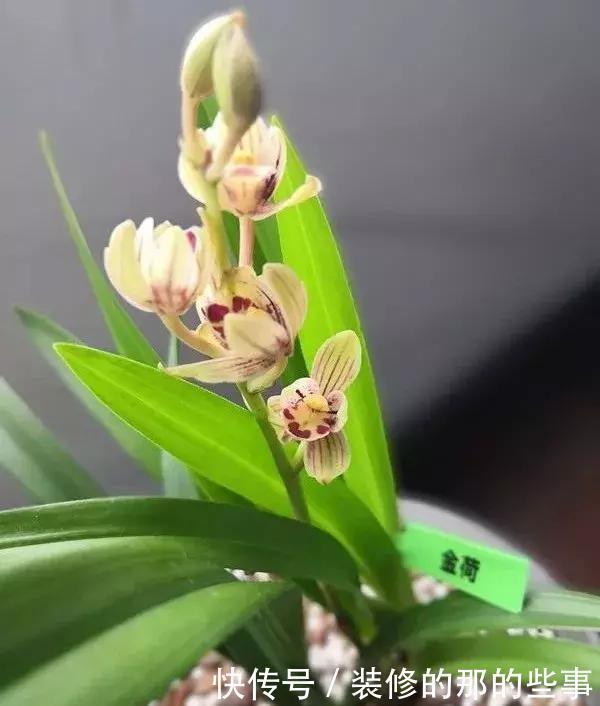 花型|建兰金荷,花型独特有“奇香”,价格很宜,适合新手养的兰花