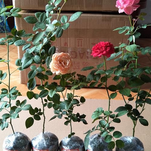  『建议』如果家有庭院，建议你种上这些花，不仅收获一片花海，还香气扑鼻