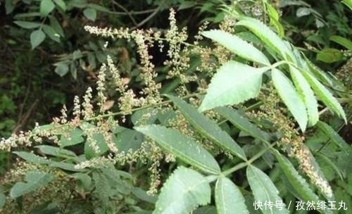  『将盐肤木』山坡下的1种“盐肤木”，高度有2米，枝叶好看、奇特，分布范围广