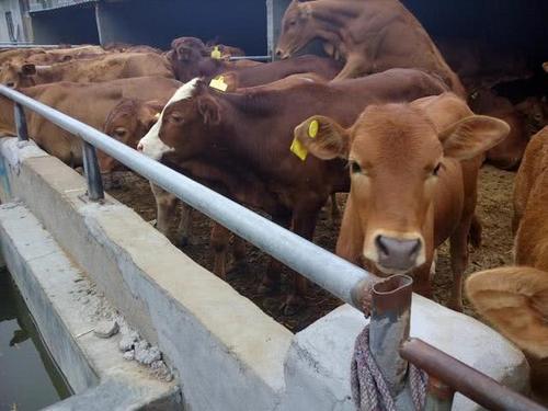  利润@养10头牛能够赚5万，为何养100头牛，利润远远低于50万？