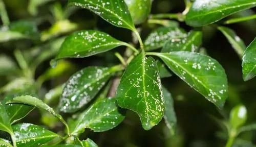 「清除粉蚧虫」花卉的枝叶上长满有绒毛的白色虫子,用下面这些方法就能恢复