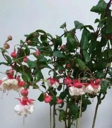  「停歇」2种“开花机器”，一年300多天不停歇，养2盆，天天有花看，值！