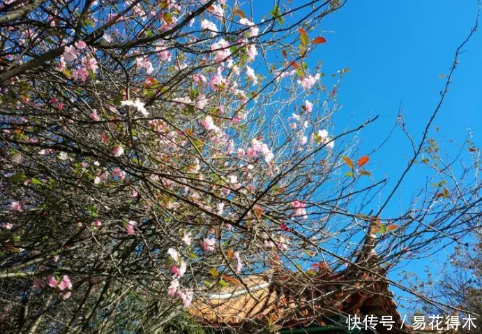 『变叶』海棠鉴赏|变叶海棠和花叶海棠的辨识与鉴赏