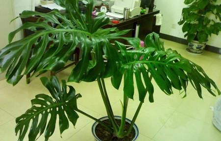 叶绿:家庭绿植龟背竹解决3大问题,叶大,叶绿,花靓