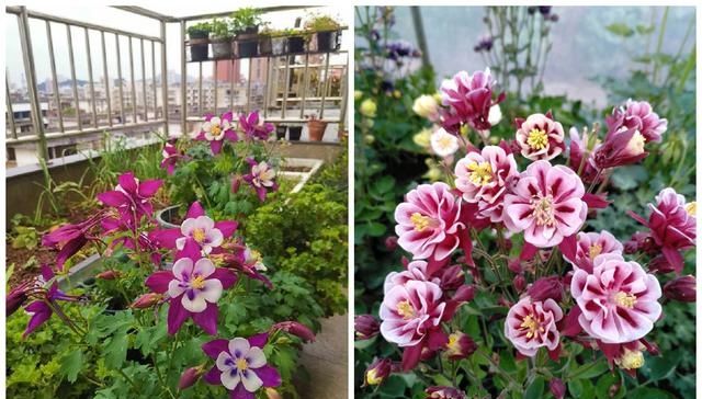  『种植』此种观赏植物很耐寒，东北也能种，花色美丽、花期长，种植很容易