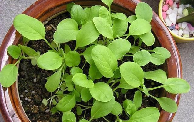  『种植蔬菜』种什么蔬菜?一次种植长期收获?什么蔬菜利益高?
