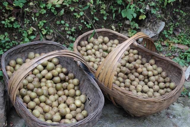 以前没人重视的野果，被老外带出国成功驯化，如今返销国内卖高价