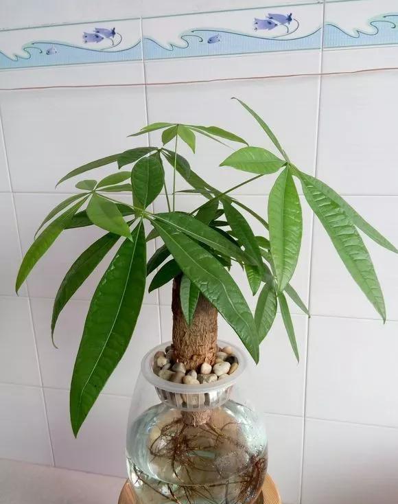 #水里#芦荟发财树黄叶又烂根?赶紧扔水里,越长越来劲