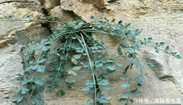  石生|遇见“此物”，请您重视，因为野生稀少，且价值50元一两