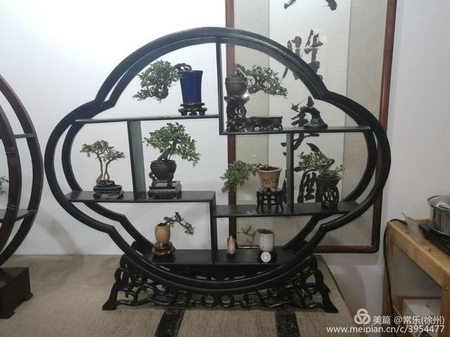 #盆协#徐州收藏家协会(盆景协会和铁路盆协)回龙窝微型盆景