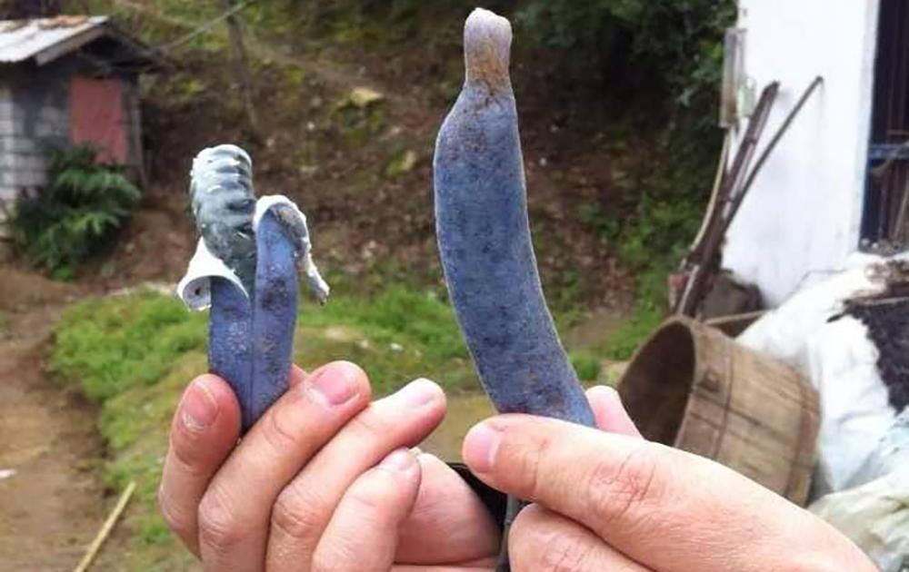  「名字」名字很难听，一般人不敢吃它，但如今却卖20元一斤，见