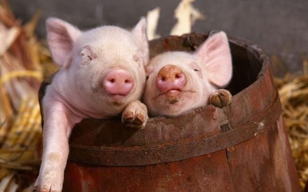 猪肉值钱都挑小猪仔，猪肉不值钱都拣大的要，这到底是为什么？