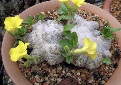  「值得」此3种花，比金弹子都贵，养个5年，每盆价值“过万”，值得养！