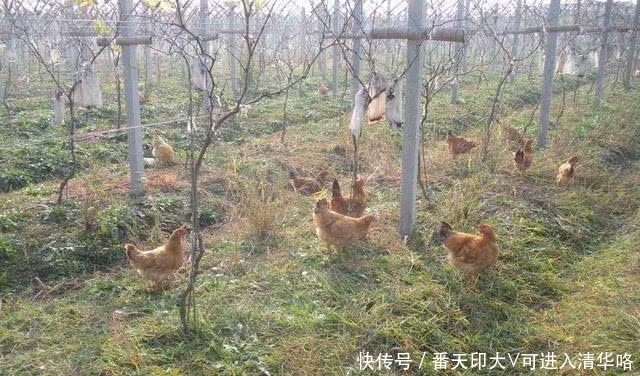  沦落■养了就赔！火爆全国的果园养鸡，为何会沦落成这样？果农