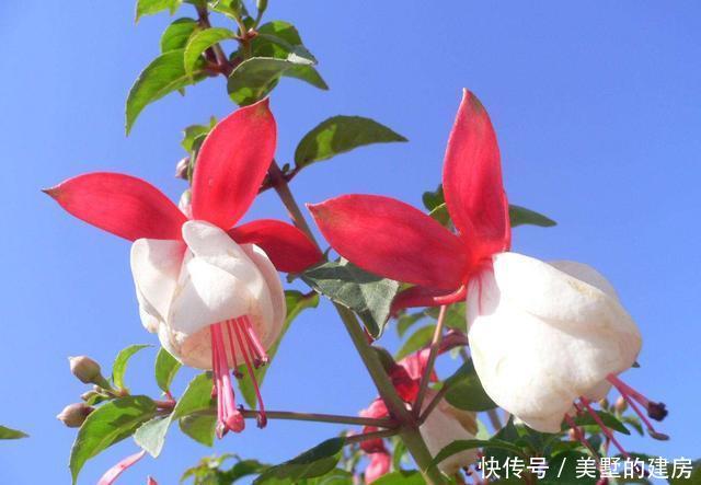 「旺财旺」3种花造型奇特还好养,家里养一盆,旺财旺运好运到,谁养谁喜欢