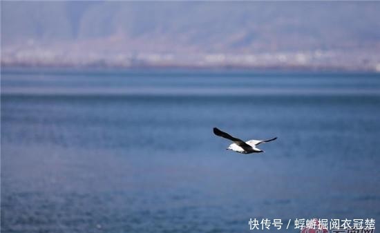 冬日的洱海,怎一个美字了得