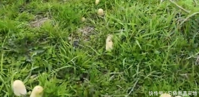 这种野味叫“毛头鬼伞”，农村多到采不完，城里一斤50元不多见