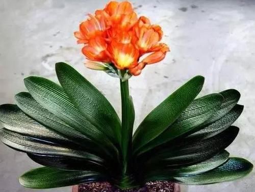  『花草』喜欢养花得提前做功课，摸清3方面习性，花草植物越长越壮实