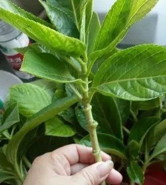  『方法』盆栽绣球花，用这种方法扦插1盆变10盆，满满一屋子的绣球美爆了！