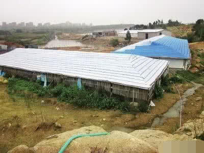  【小伙】农村小伙回家养猪有味道，被邻居告了，找谁说理？你会