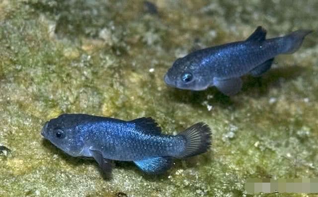 被遗忘的鱼，生活在小水塘6万年未离开，如今全球只剩38条