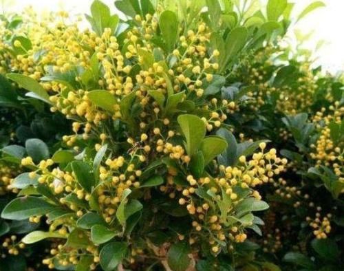  长达■养花就养这几款，全年开花不停，花期长达200天，阳台养出小花园