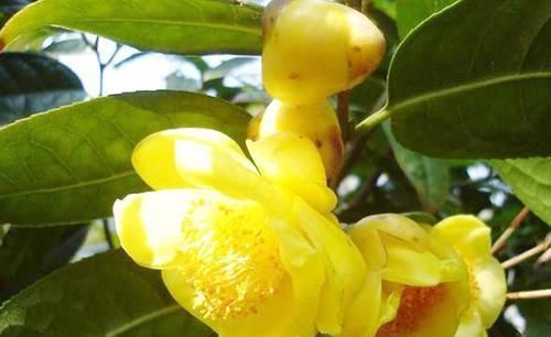  『金花茶』此花被誉为是“植物黄金”，花色金黄，花香浓郁，观赏食用两不误