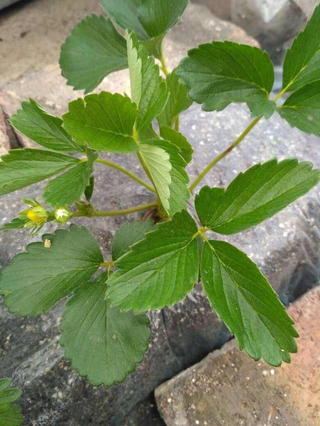  到花盆里：养花高手种水果，1粒种子撒土里，呼呼长出小森林
