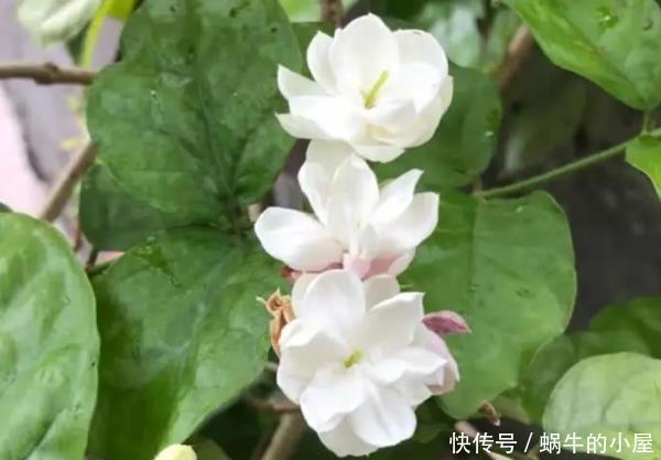 \＂i1\＂: \＂郁金香几月份开的最好？\＂这3种号称“晒不死的花”，天越“热”越开爆满盆，你家养了没？