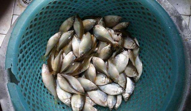  『肚子』小时候最讨厌钓到鳑鲏鱼, 离水几分钟就会烂肚子