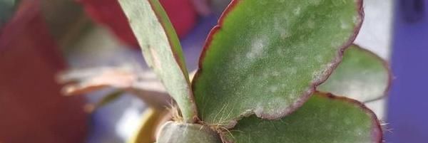  [白粉病]植物长了白色的东西怎么办?