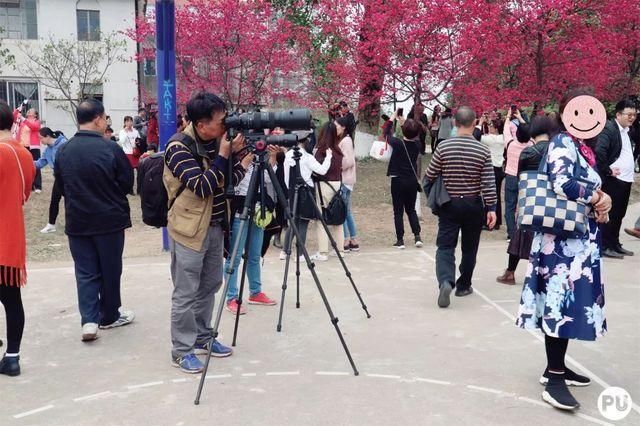 靓！佛山周边1500株樱花已盛开，最美的春天在这里~