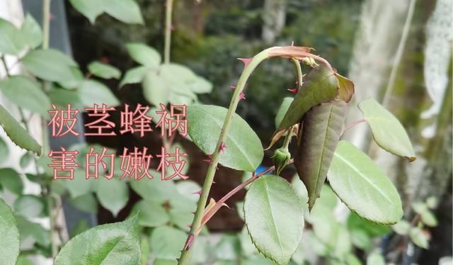 #蜜蜂#养玫瑰，防止干蜜蜂，否则就没有花了！现在出去