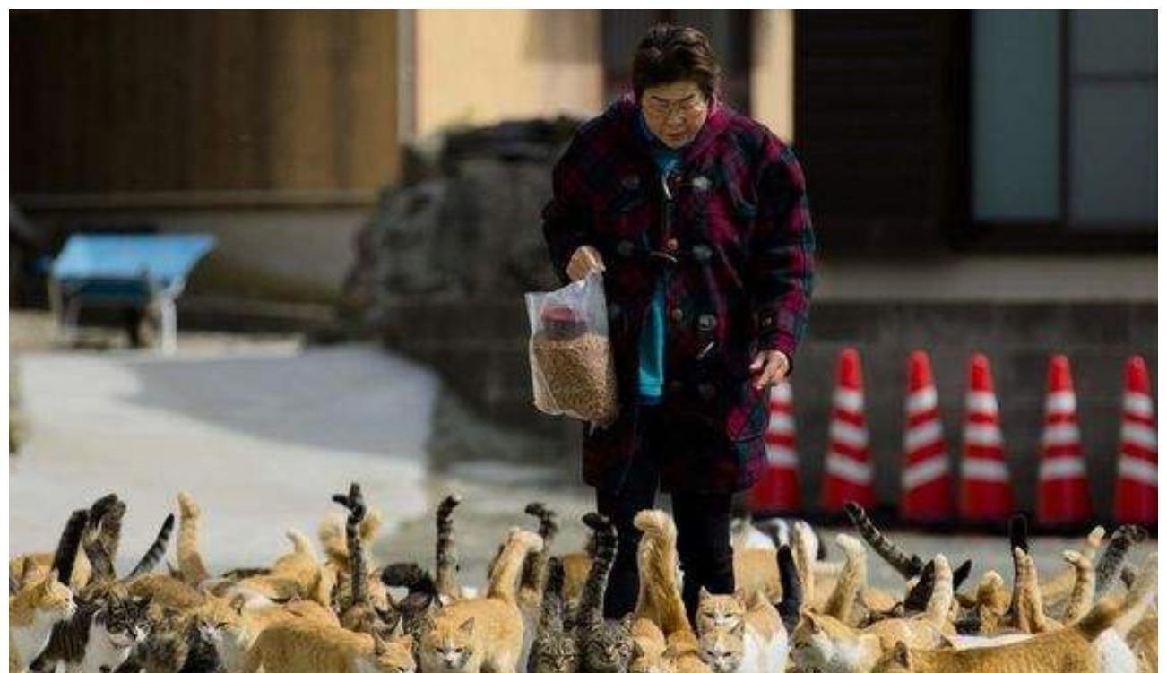 日本小岛成猫主天堂, 主子比铲屎官还多, 吸引全世界猫奴来参观