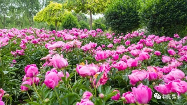  「同赏」母亲节，送花不如赏花，伴母同赏芍药花