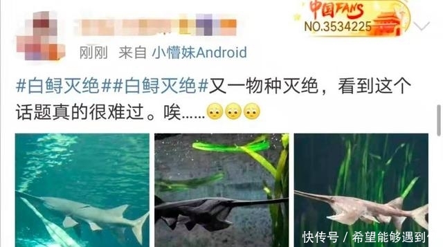  中华鲟|又一个物种灭绝，中国淡水鱼之王未能跨入2020……