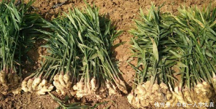 农村一种农作物每亩达3000公斤，收入可以达到20000元！