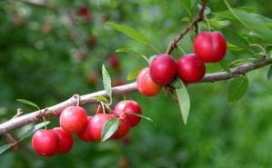  #钙果#农村这种野果，钙含量很高，被称为“补钙之星”，是高级