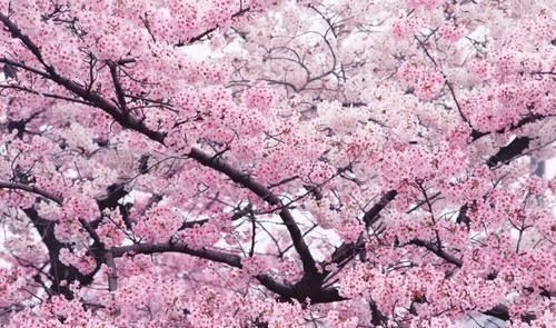 『玉兰花』在门前种这“5种树”,春夏季花开满枝,路人、邻居看了都羡慕
