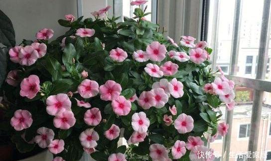  瞬间■封闭阳台养花难？错！注意3个“小细节”，阳台瞬间变花园