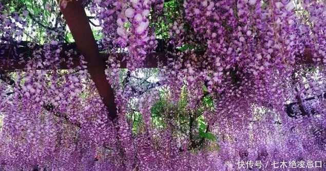  【花椒】什么植物可以做篱笆而且长的快