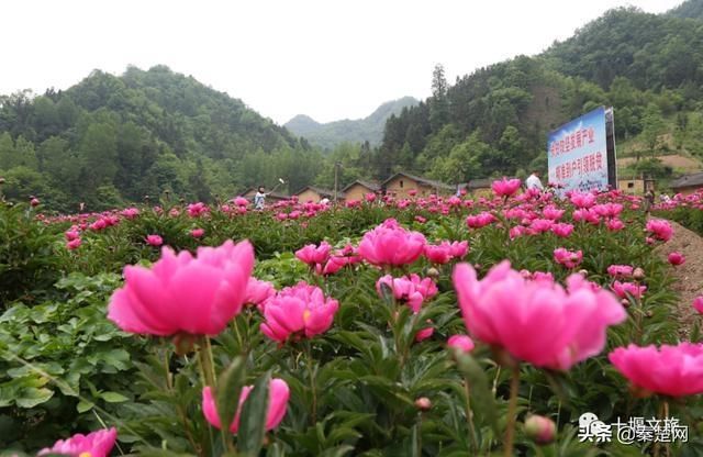 『观赏时间』全部免费!千亩芍药、500亩油牡丹花开成海… 周末约起