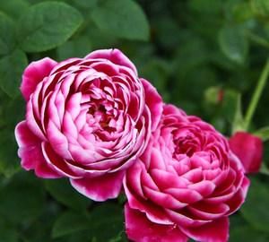  心爱：喜欢在家中养护心爱的花花，就可以选花枝招展，花色绚丽的3种花