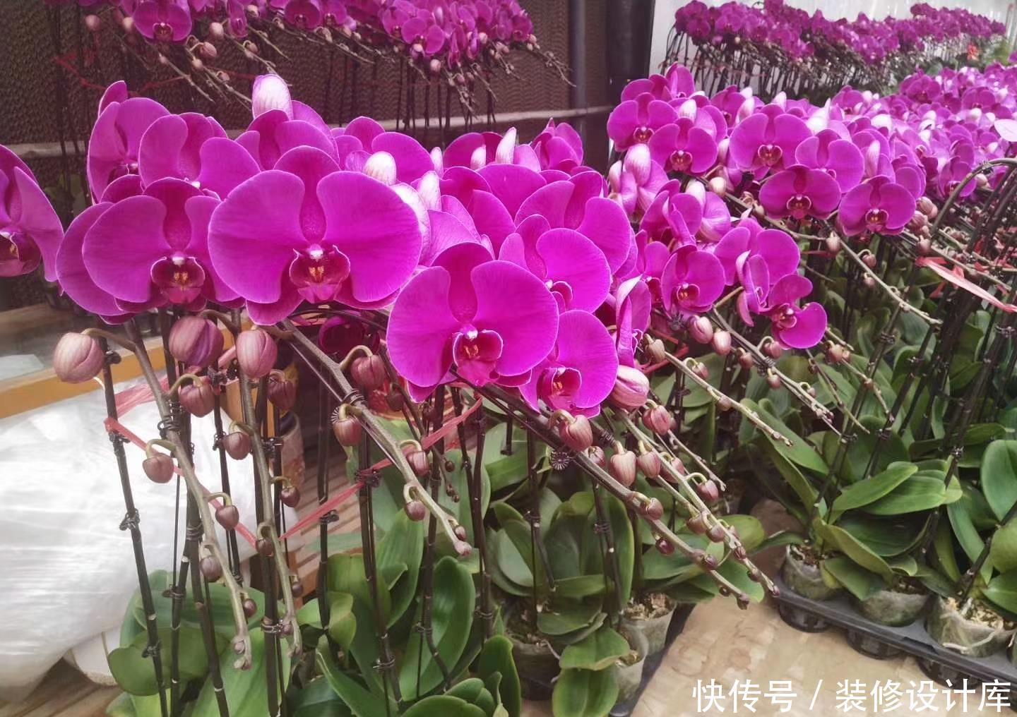 『蟹爪兰』家中选择养护花卉,家养护3种花卉,花色绚丽多彩,美丽漂亮的花