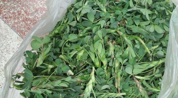  食物：人称“食物之父”，是最古老的野菜之一，如今到处是，你