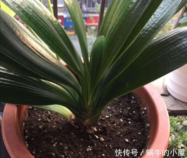 细节|君子兰秋季换盆,注意4个小细节,不影响正常开花