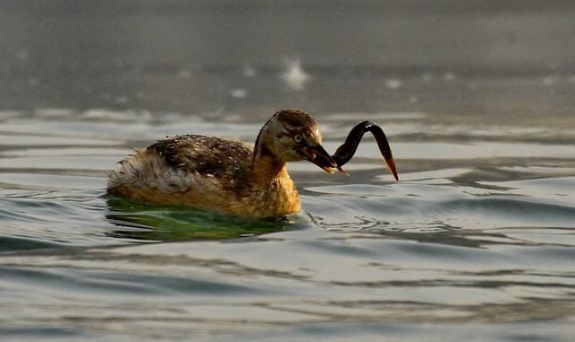 数九寒天，在东北能拍此水鸟，实在是幸事一件……