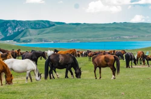 世界最大的马场，距今2100多年由霍去病创始，就在甘肃