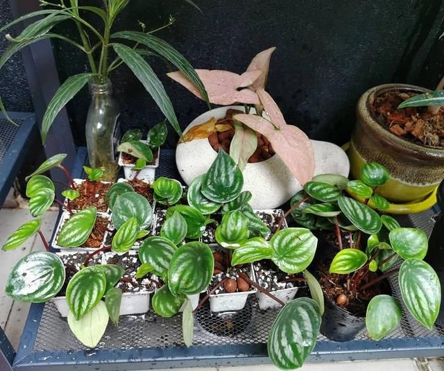  『品种』特受欢迎的椒草观叶植物，没曾想有这么多好看的品种